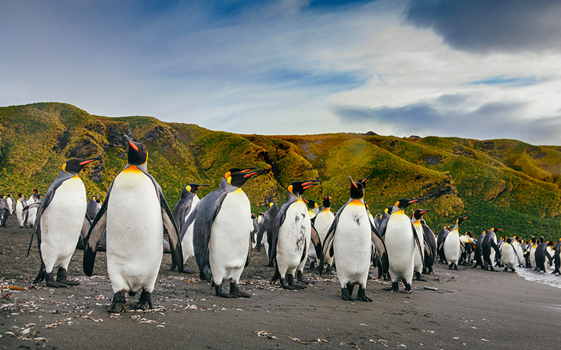 Antarctique oiseaux Antarctique