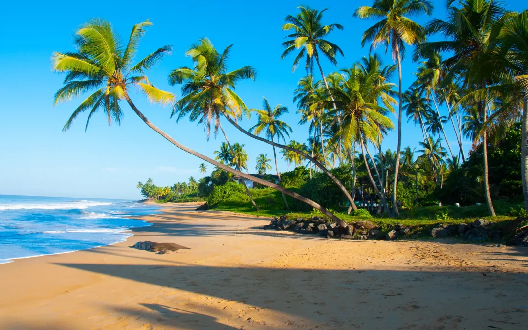 Séjour Balnéaire et découverte au Sri Lanka