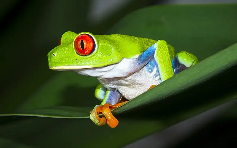 COSTA RICA ECOSYSTEME écosystème