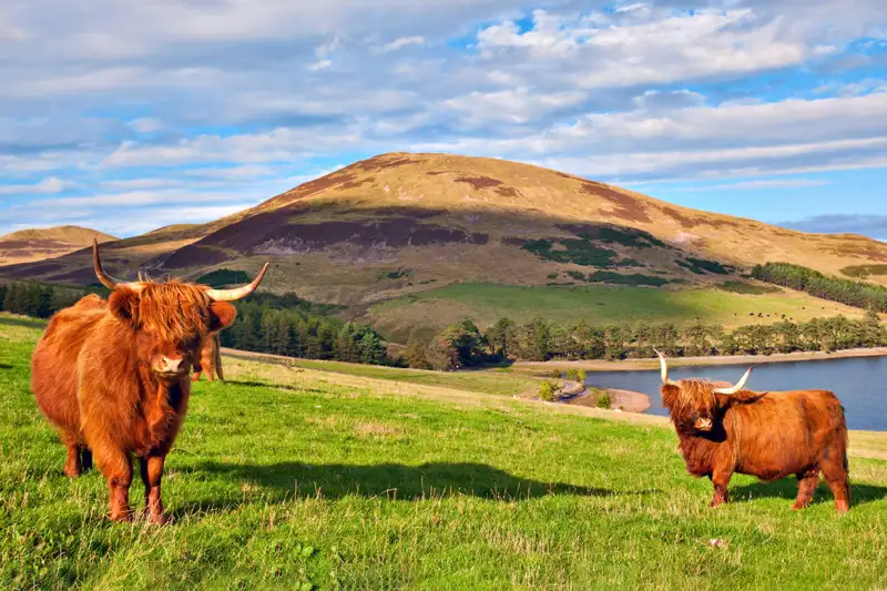 Deux vaches Highland Cattle dans un champ écossais avec des collines en arrière-plan