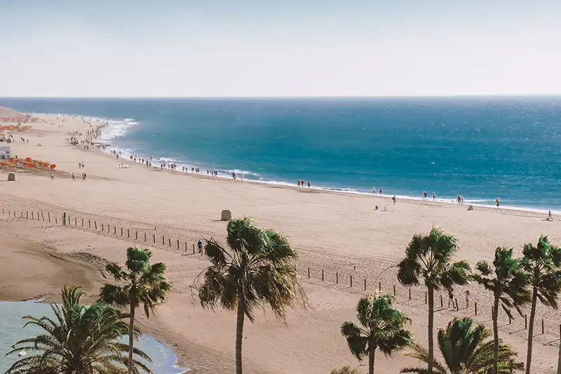 Plage de Maspalomas avec des palmiers et des dunes de sable bordant l'océan Atlantique.