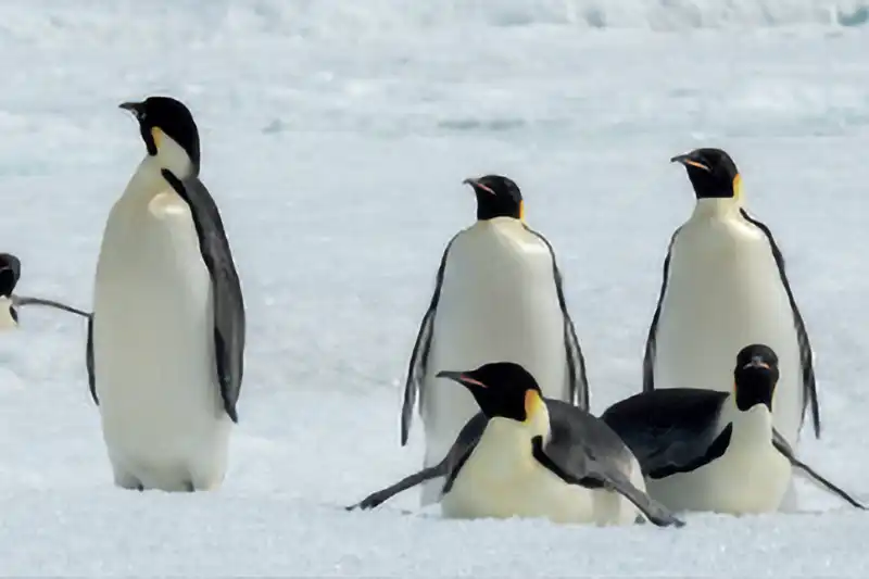 Groupe de manchots empereurs dans leur habitat naturel en Antarctique