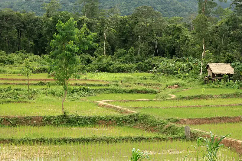 Paysage de rizières en terrasses au Laos