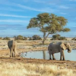 Groupe d'éléphants autour d'un point d'eau dans le parc national d'Etosha en Namibie