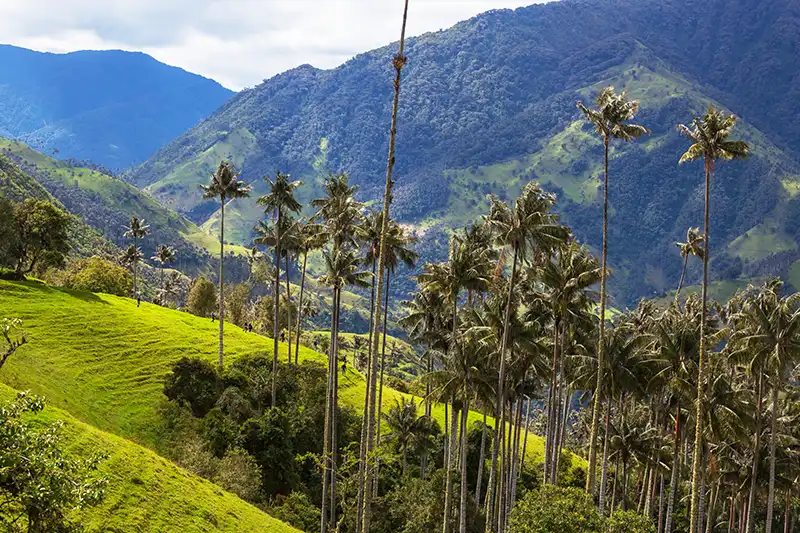 Paysage vallonné de la vallée de Cocora avec ses palmiers à cire géants