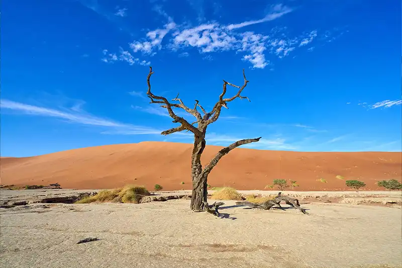 Dunes du Namib à Sossusvlei Arbre mort dans les dunes rouges du désert de Sossusvlei en Namibie