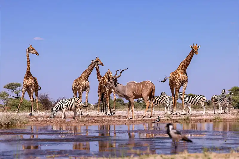 Vie sauvage dans le parc d’Etosha Girafes, zèbres et koudous réunis autour d’un point d’eau en Namibie