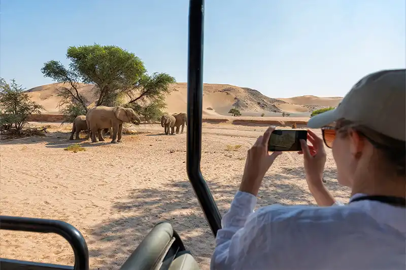 Safari désertique à la rencontre des éléphants du Damaraland Touriste photographiant des éléphants dans le désert namibien
