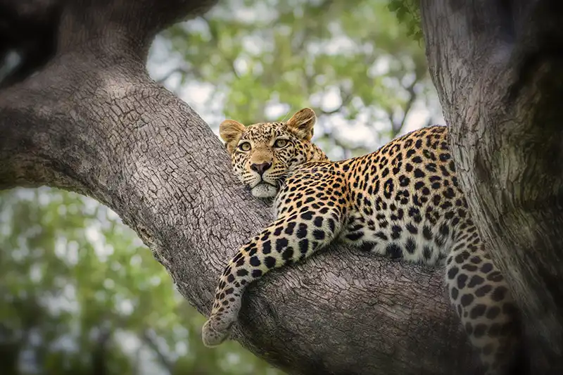 Léopard dans la savane – Botswana Léopard perché dans un arbre au Botswana