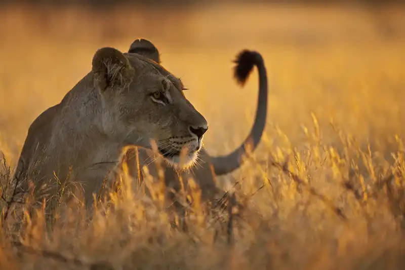 Lionne dans les hautes herbes du Kalahari au coucher du soleil