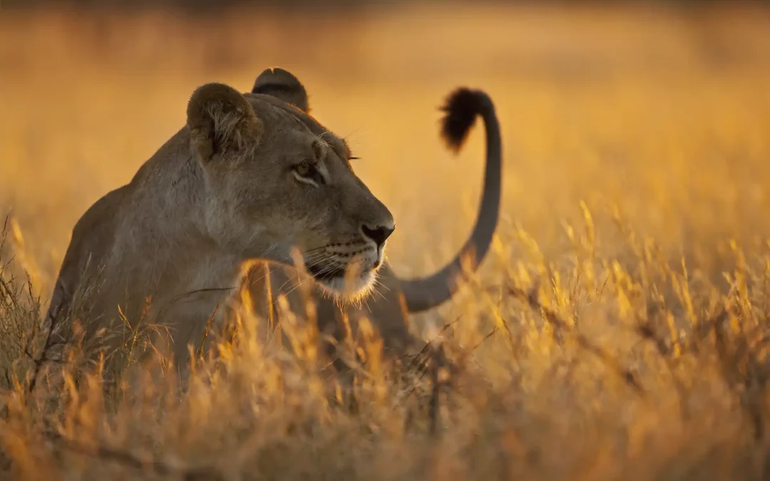 Semaine safari au Botswana & escapade balnéaire