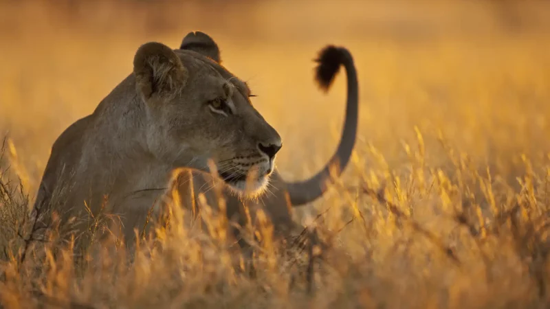 Semaine safari au Botswana & escapade balnéaire