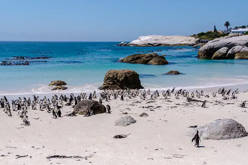 Colonie de manchots sur la plage de Boulders près du Cap