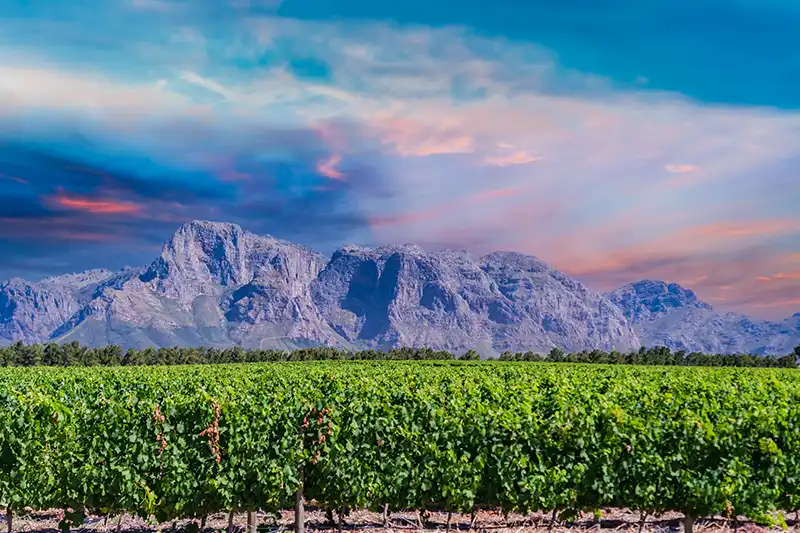 Vignes au coucher du soleil dans la région de Stellenbosch