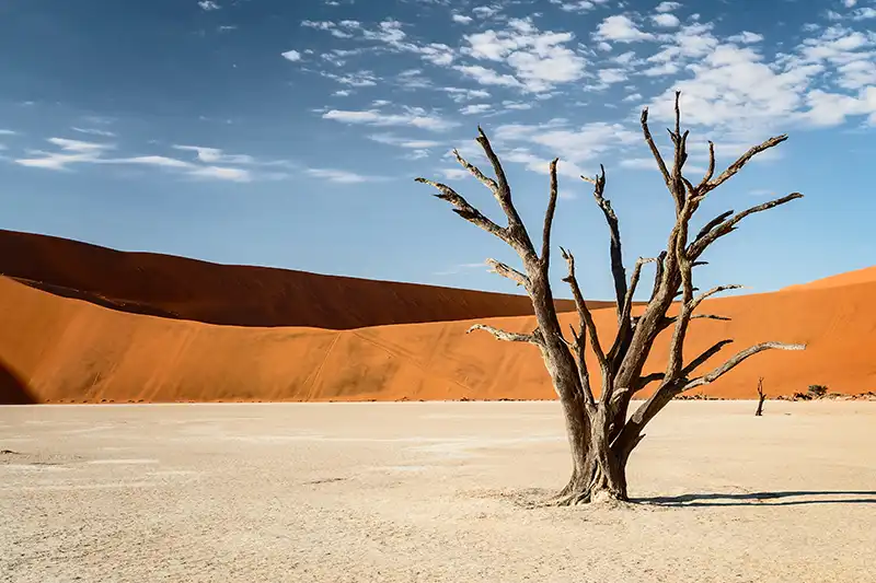 Arbre fossilisé à Dead Vlei dans le désert du Namib