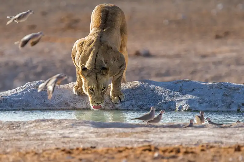Lionne s’abreuvant dans une réserve naturelle de Namibie