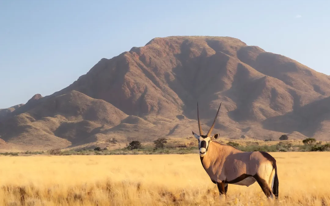 Afrique australe