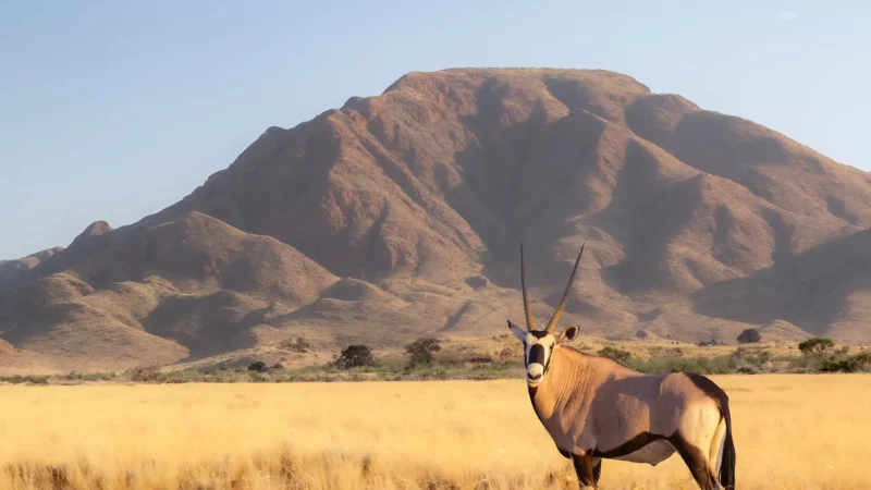 Afrique australe