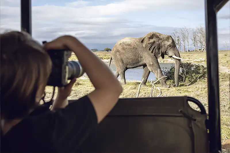 Touriste photographiant un éléphant lors d’un safari en Afrique