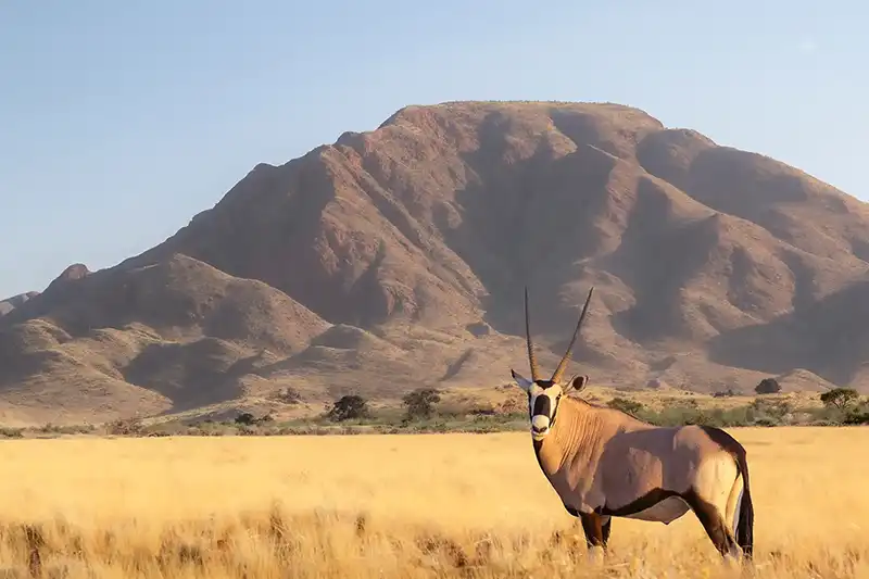 Oryx dans les plaines dorées de Namibie avec montagne en arrière-plan