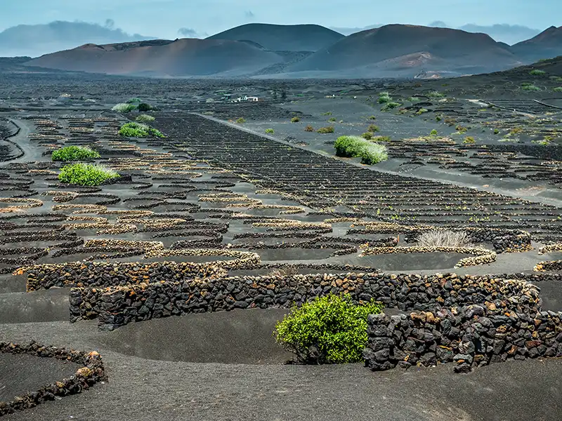 Vignobles de La Geria sur sol volcanique à Lanzarote