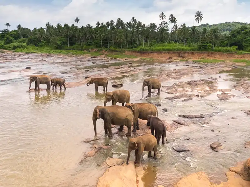 Éléphants au Sri Lanka Groupe d’éléphants se baignant dans une rivière au Sri Lanka