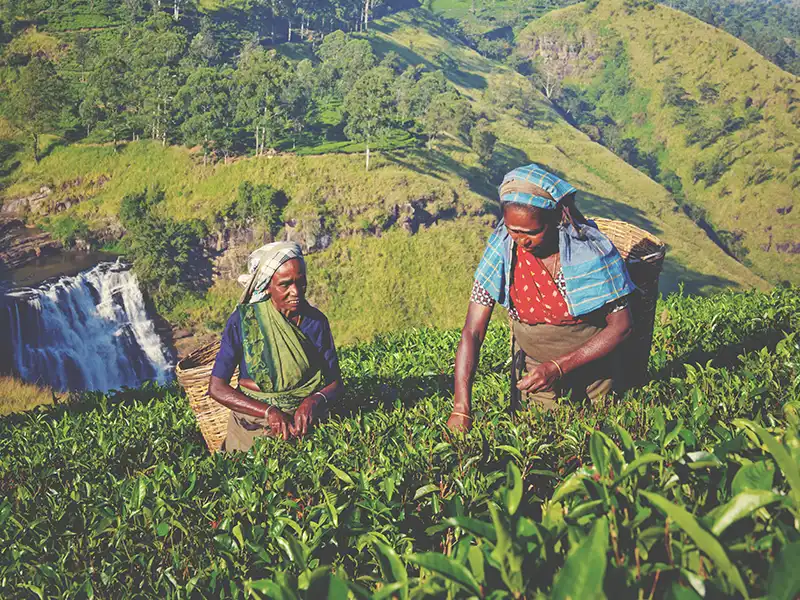 Cueillette du thé dans les plantations du Sri Lanka Femmes cueillant le thé dans les plantations au cœur des montagnes du Sri Lanka