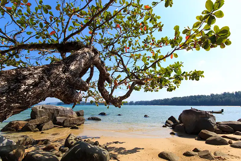 Plage de sable à Khao Lak en Thaïlande avec arbre tropical au premier plan