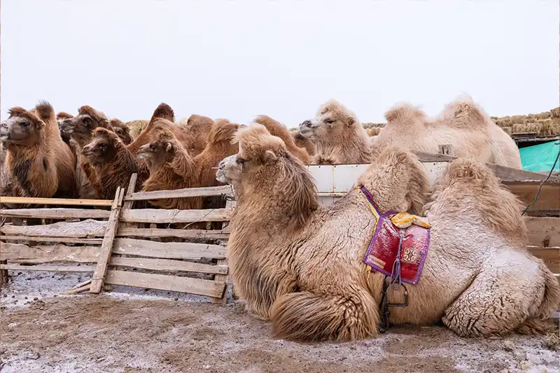 Troupeau de chameaux de Bactriane chez des éleveurs en Mongolie
