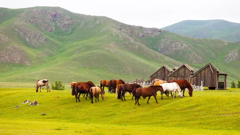 Mongolie – Au Pays du Vent et des Nomades