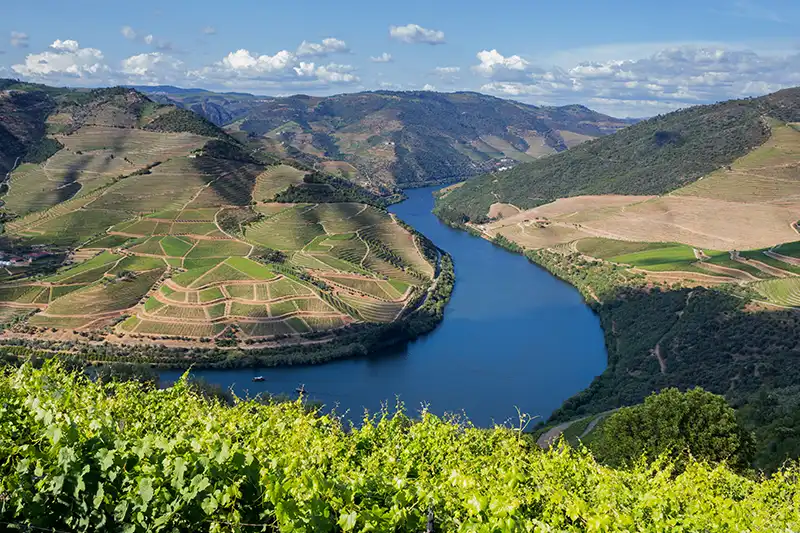 Vignobles en terrasses sur les rives du Douro au Portugal