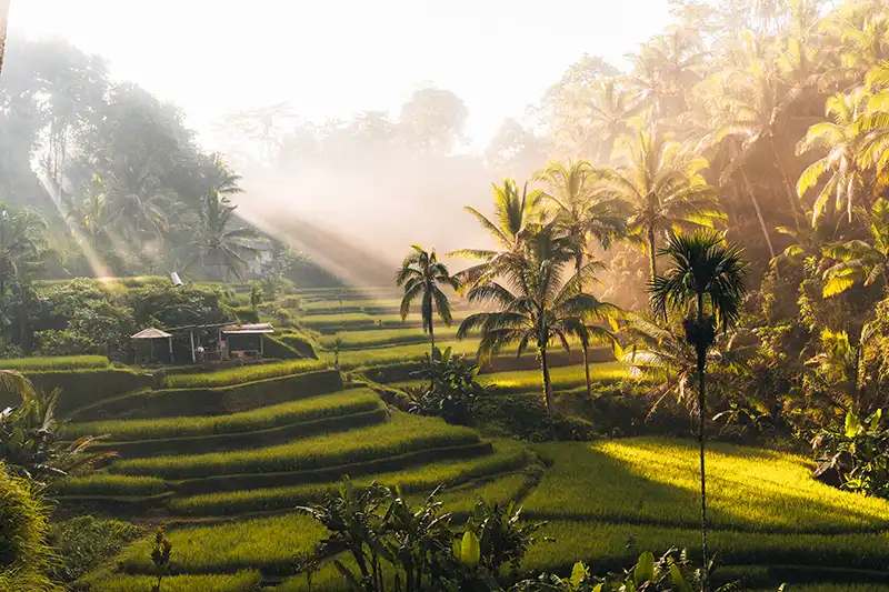 Rizières en terrasses à Bali baignées de lumière