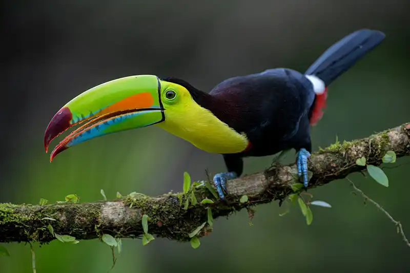 Toucan dans la forêt tropicale du Costa Rica