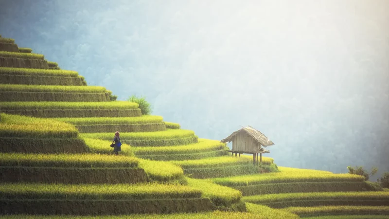 Émotions vietnamiennes