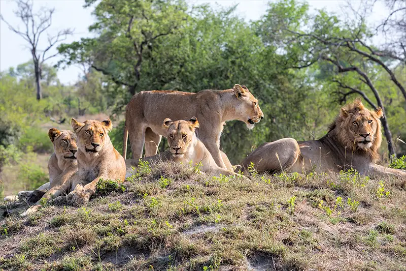 Lions observés lors d’un safari en Afrique du Sud