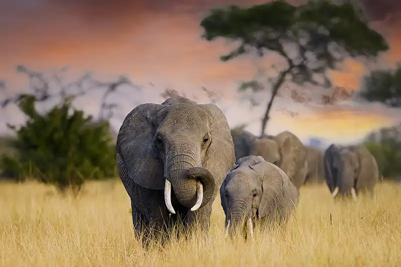 Safari en Afrique avec éléphants dans la savane Safari en Afrique avec éléphants dans la savane