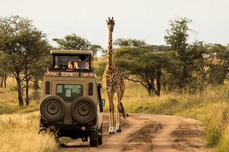 Safari en 4x4 en Tanzanie avec observation d’une girafe