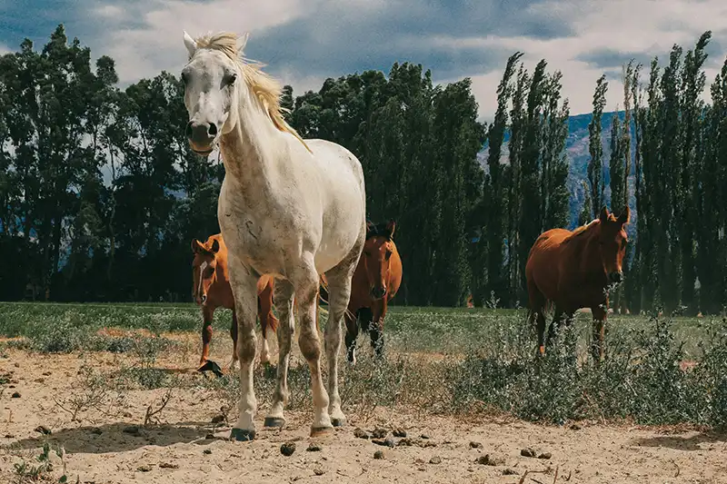 Chevaux dans une estancia en Patagonie argentine