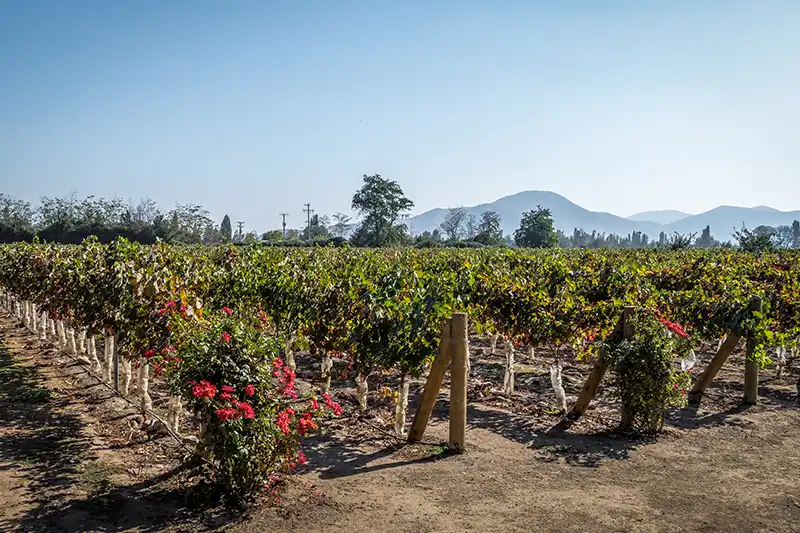 Vignoble de Casablanca entre Valparaíso et Santiago du Chili