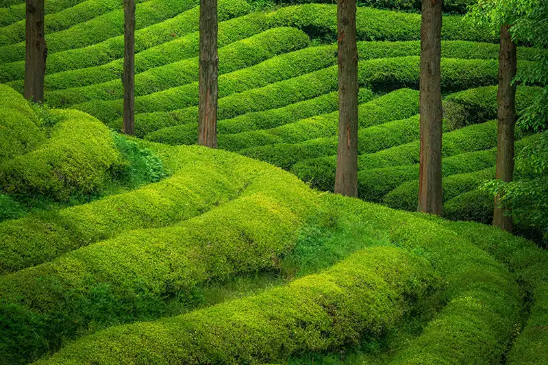 Plantations de thé vert de Boseong en Corée du Sud