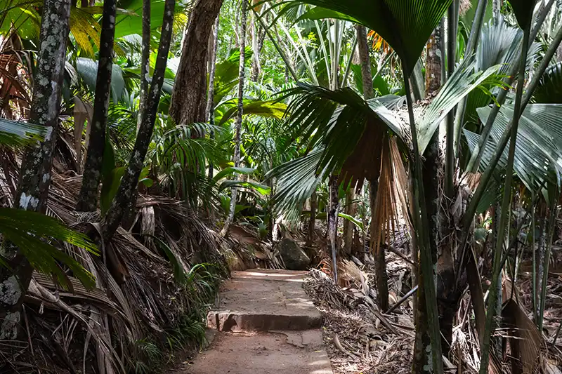 Sentier dans la Vallée de Mai à Praslin aux Seychelles