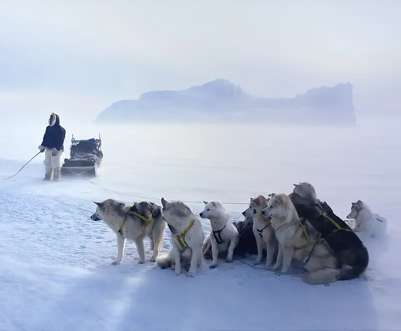 Attelage de chiens de traîneau sur la neige, dans un paysage arctique brumeux