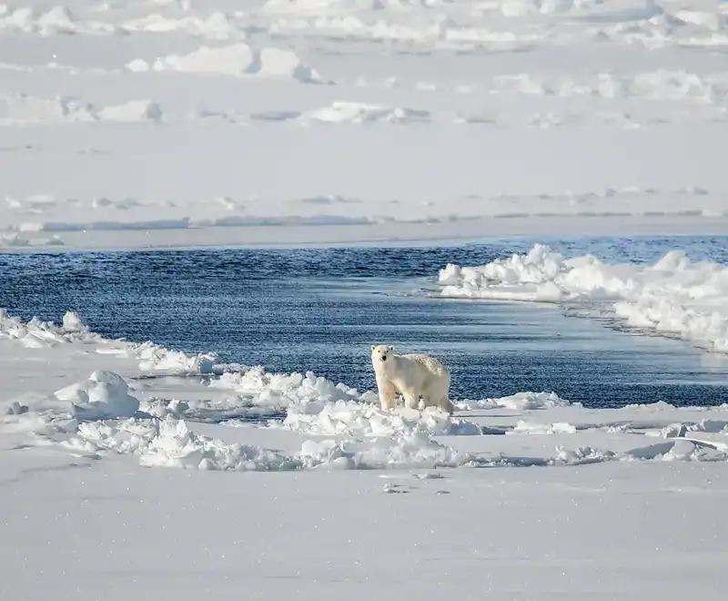 Ours polaire sur la banquise au bord d’une étendue d’eau dans l’Arctique